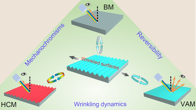 西安交大科研人员在褶皱调控与力致变色领域取得新进展1.png