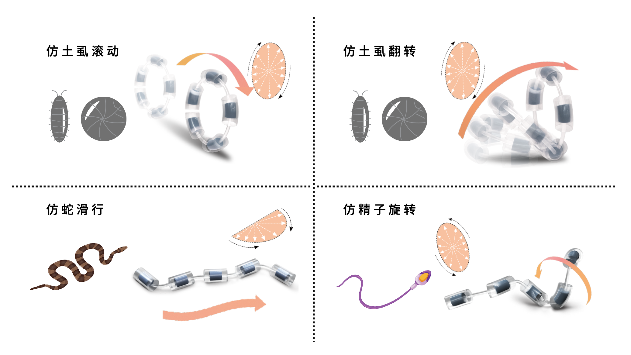 磁驱微型软体机器人在输卵管内实现靶向递药.png